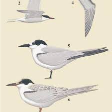 Image result for Sterna hirundo