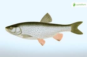 Image result for Squalius cephalus