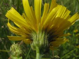 Attēlu rezultāti vaicājumam “Hieracium laevigatum”