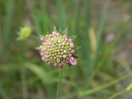 Attēlu rezultāti vaicājumam “Knautia arvensis bud”