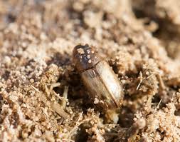 Attēlu rezultāti vaicājumam “Aphodius subterraneus”