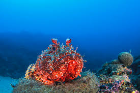 Image result for Scorpaena scrofa