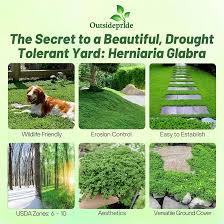 Attēlu rezultāti vaicājumam “Herniaria glabra flower”