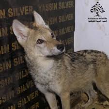 Image result for canis lupus arabs