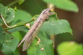 Attēlu rezultāti vaicājumam “Myrmeleontidae imago”