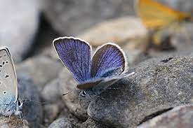 Attēlu rezultāti vaicājumam “Cyaniris semiargus male”