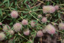 Attēlu rezultāti vaicājumam “Trifolium arvense leaf”