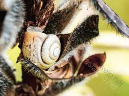 Attēlu rezultāti vaicājumam “Fruticola fruticum”