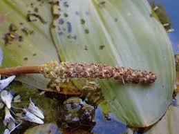 Attēlu rezultāti vaicājumam “Potamogeton natans leaf”
