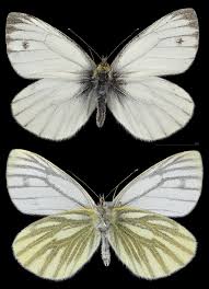 Attēlu rezultāti vaicājumam “Pieris napi”