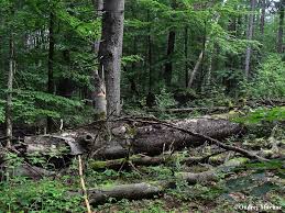 Attēlu rezultāti vaicājumam “Polyzonium germanicum”