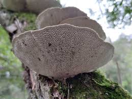 Attēlu rezultāti vaicājumam “Daedaleopsis confragosa”