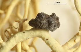 Attēlu rezultāti vaicājumam “Biatoropsis usnearum”