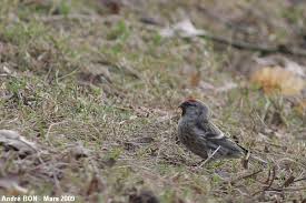 Attēlu rezultāti vaicājumam “Carduelis flammea female”