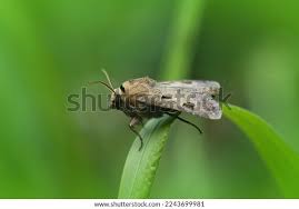 Attēlu rezultāti vaicājumam “Agrotis exclamationis”