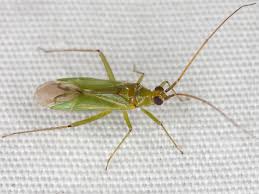 Attēlu rezultāti vaicājumam “Blepharidopterus angulatus”