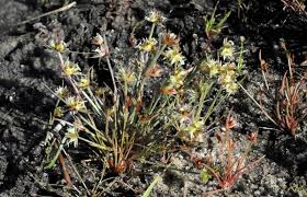 Attēlu rezultāti vaicājumam “Juncus capitatus”