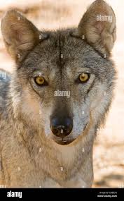 Image result for canis lupus arabs