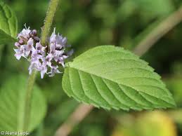 Attēlu rezultāti vaicājumam “Mentha x verticillata leaf”