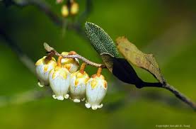 Attēlu rezultāti vaicājumam “Chamaedaphne calyculata leaf”