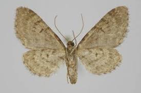 Attēlu rezultāti vaicājumam “Eupithecia pusillata”