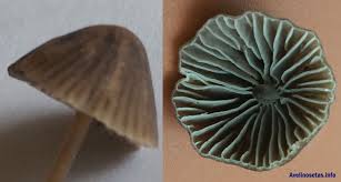 Attēlu rezultāti vaicājumam “Mycena stipata”