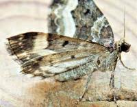 Attēlu rezultāti vaicājumam “Euphyia unangulata”