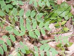 Attēlu rezultāti vaicājumam “Lathyrus niger”