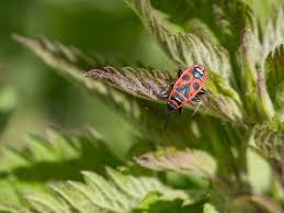 Attēlu rezultāti vaicājumam “Pyrrhocoris apterus nymph”
