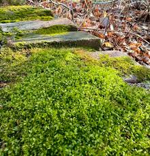 Attēlu rezultāti vaicājumam “Schistidium apocarpum macro”