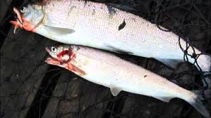 Image result for Coregonus lavaretus