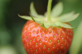 Attēlu rezultāti vaicājumam “Fragaria x ananassa fruit”