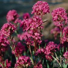 Image result for Silene schafta