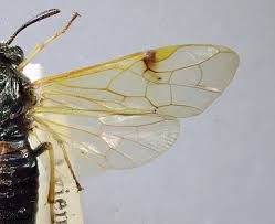 Attēlu rezultāti vaicājumam “Arge ustulata”