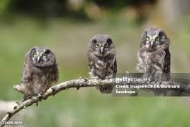 Image result for Aegolius funereus