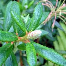 Attēlu rezultāti vaicājumam “Myrica gale bud”