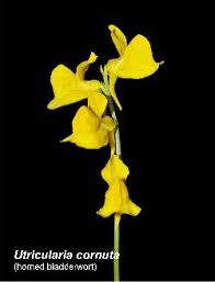 Attēlu rezultāti vaicājumam “Utricularia intermedia flower”