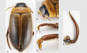 Attēlu rezultāti vaicājumam “Rhantus frontalis”