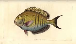 Image result for Acanthurus chirurgus