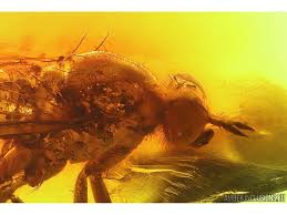 Attēlu rezultāti vaicājumam “Therevidae”