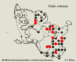 Attēlu rezultāti vaicājumam “Unio crassus”