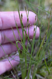 Attēlu rezultāti vaicājumam “Carex globularis flower”
