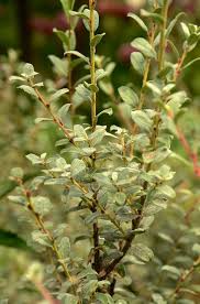 Attēlu rezultāti vaicājumam “Salix repens subsp. rosmarinifolia”