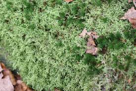 Attēlu rezultāti vaicājumam “Hypnum jutlandicum”