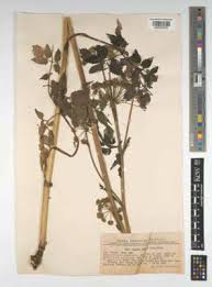 Attēlu rezultāti vaicājumam “Angelica palustris”