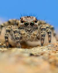 Attēlu rezultāti vaicājumam “Aelurillus v-insignitus”