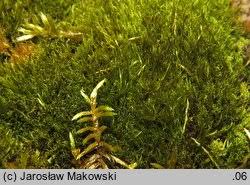 Attēlu rezultāti vaicājumam “Ditrichum flexicaule”