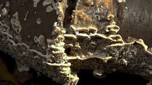 Attēlu rezultāti vaicājumam “Postia”