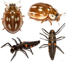 Attēlu rezultāti vaicājumam “Myzia oblongoguttata”