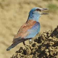 Attēlu rezultāti vaicājumam “Coracias garrulus adult”